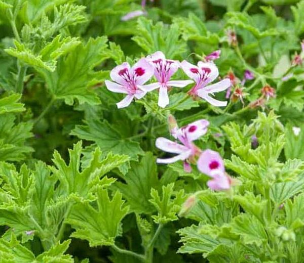 Pink and white flowers with prominent stamens, surrounded by rich green, deeply lobed leaves of the Pelargonium Lemon Scented 'Mozzie Plant' 3" Pot.