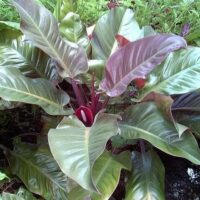 A Philodendron 'Imperial Red' 8" Pot with large, glossy green leaves and a deep purple center, surrounded by other houseplants.