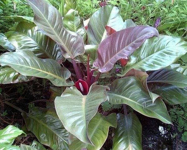 A Philodendron 'Imperial Red' 8" Pot with large, glossy green leaves and a deep purple center, surrounded by other houseplants.
