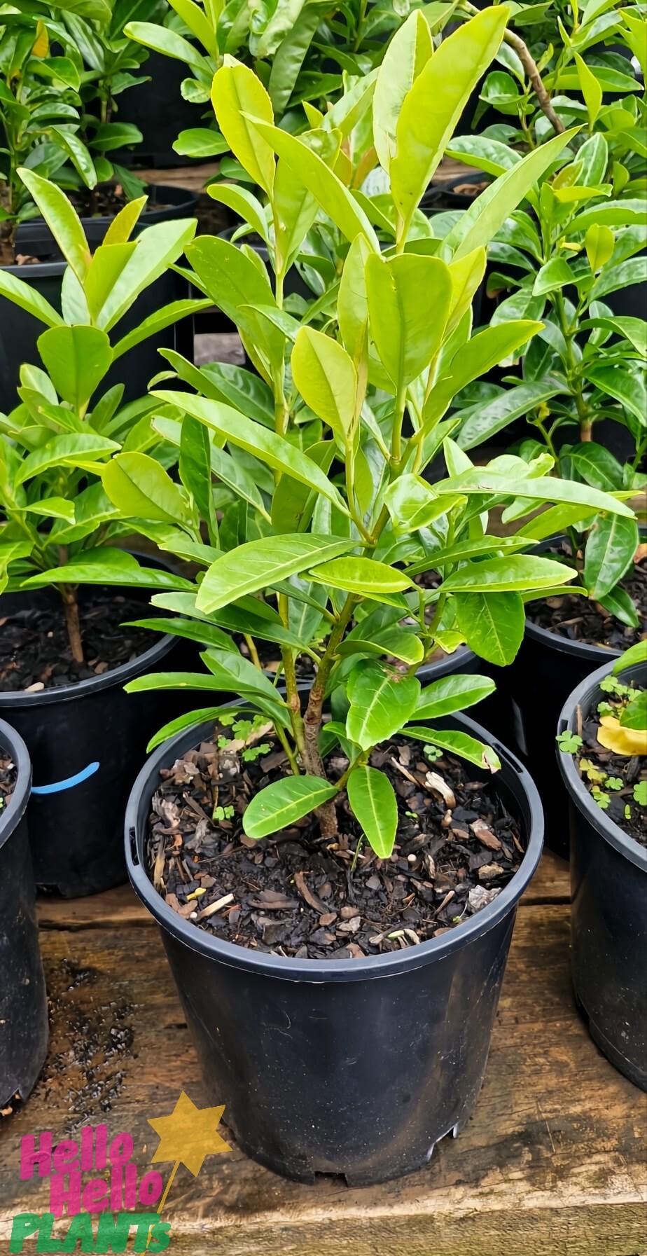 A Prunus 'Cherry Laurel' in an 8" black plastic pot, featuring glossy green leaves, is placed on a wooden surface. Other similar Prunus plants are seen in the background, complementing the natural display.