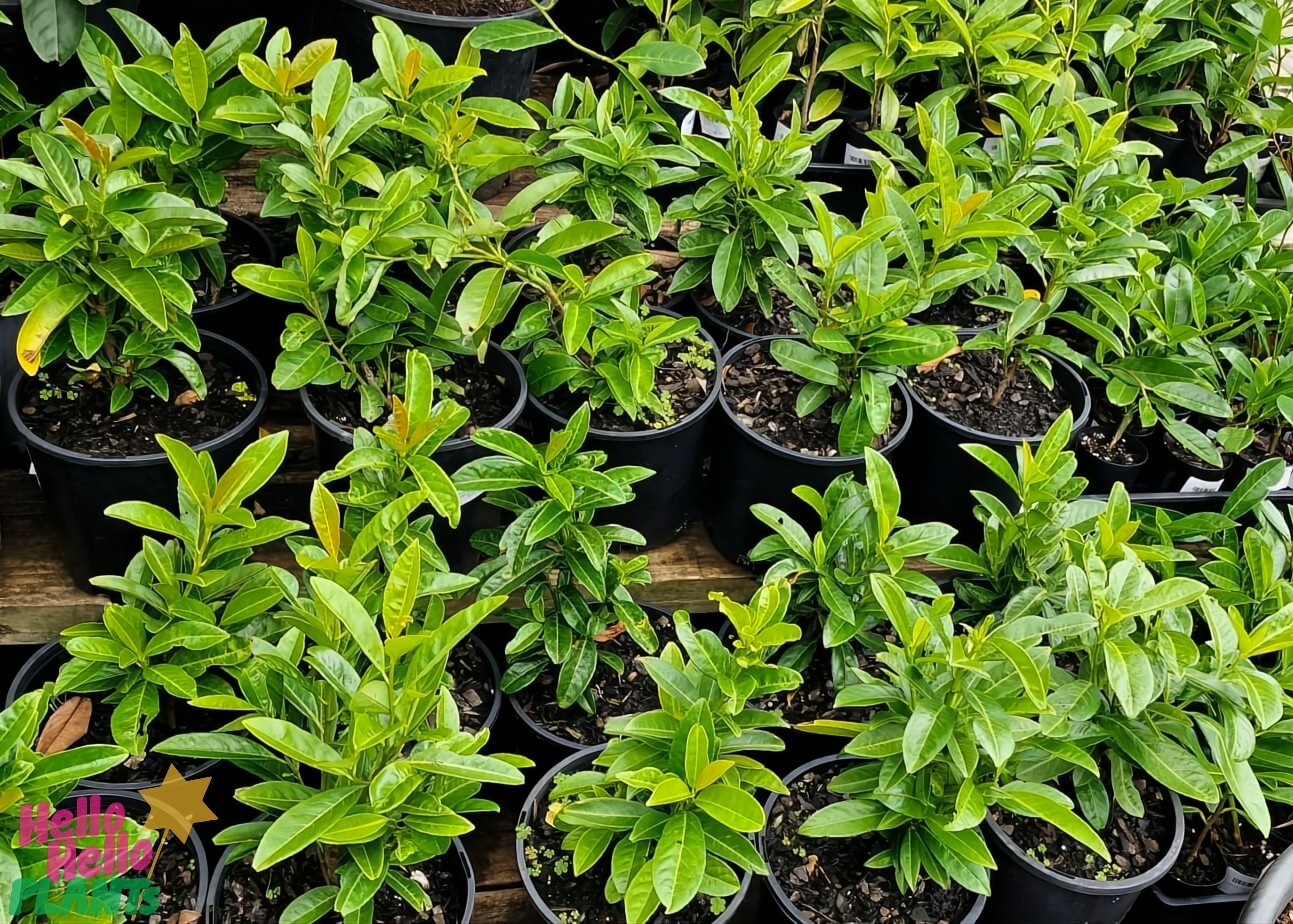 Prunus 'Cherry Laurel' plants in 8" pots are displayed neatly in rows.