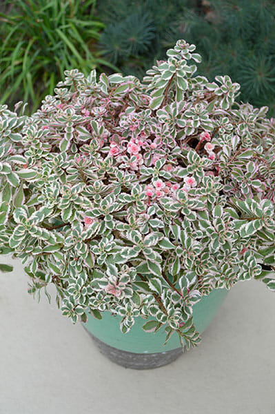A Sedum Rainbow BLOB® plant with green leaves edged in white, featuring small pink flowers, placed in a 6" pot against a background of greenery.