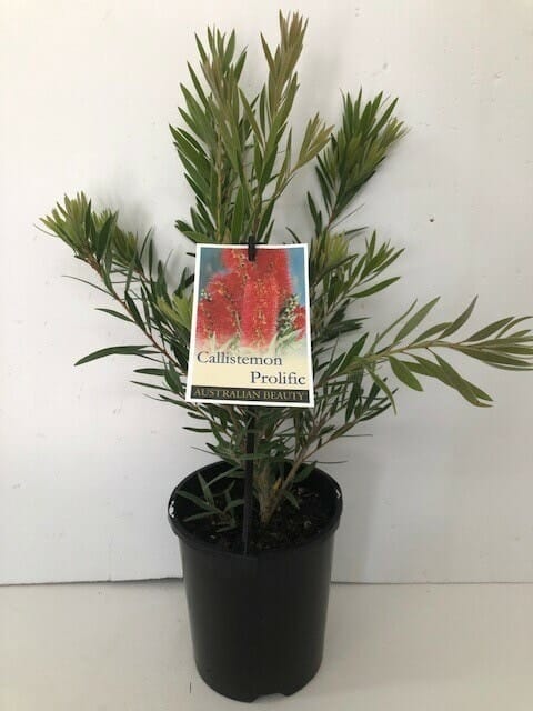 A potted Callistemon 'Prolific' Bottlebrush 6" Pot, comes with a label displaying an image of the blooms against a white background.