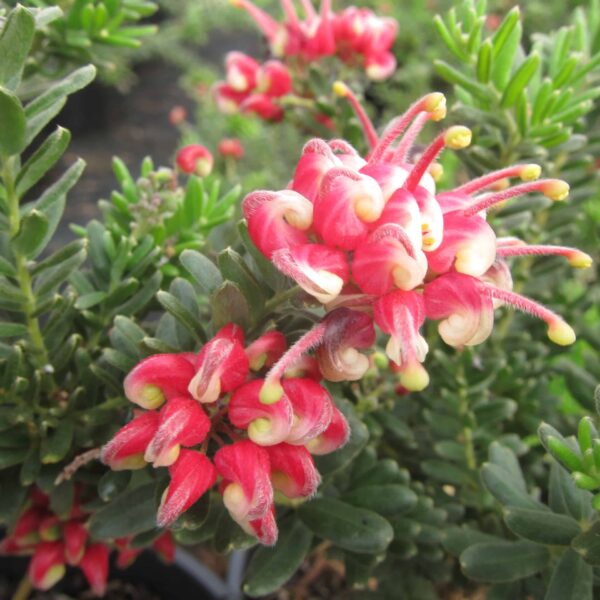 Close-up of vibrant pink and red Grevillea 'Winter Wonder' 6" Pot flowers with green foliage in the background.