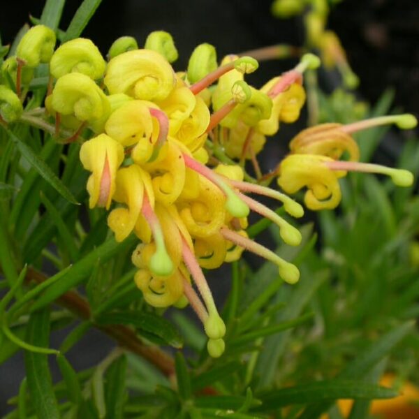 Close-up of yellow Grevillea 'Lemon Daze' 6" Pot flowers with pink styles and green foliage, showcasing intricate textures and vibrant colors.