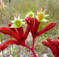 Anigozanthos 'Rufus' Kangaroo Paw flowers with greenish tips, growing in a natural grassy habitat.