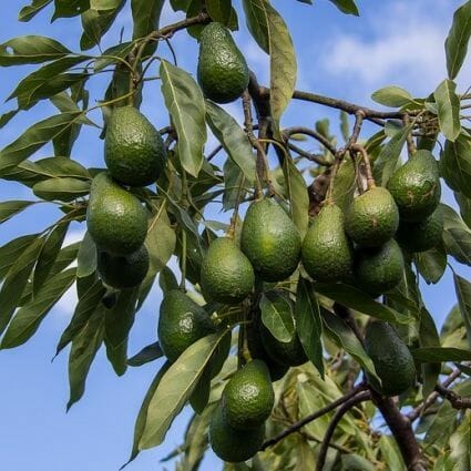 Persea 'Hass' Avocado 10" Pot avocados hanging from a tree branch against a clear blue sky.
