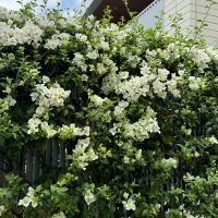 White flowering vines elegantly cascade over a fence in front of a modern building, with vibrant Geranium 'Big Red' from a 6" pot adding bold splashes of color, as if freshly planted.