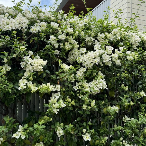 White flowering vines elegantly cascade over a fence in front of a modern building, with vibrant Geranium 'Big Red' from a 6" pot adding bold splashes of color, as if freshly planted.