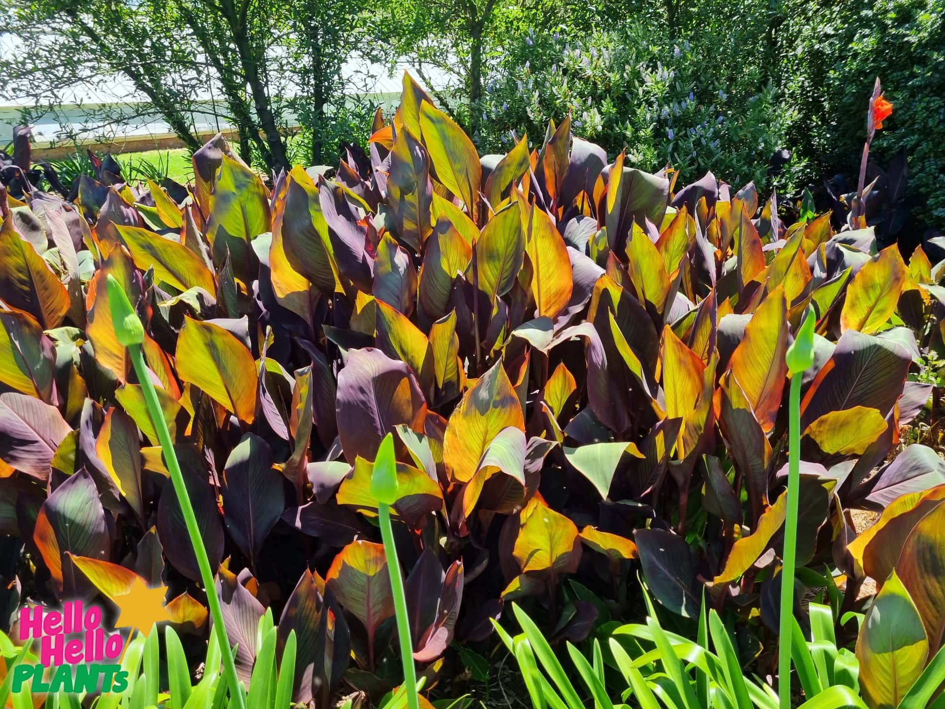Canna Lily 'Tropicanna' - Image 2