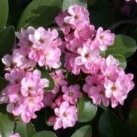 Cluster of Rhaphiolepis 'Cosmic Pink ™' Indian Hawthorn 6'' Pot mountain laurel flowers in full bloom, set against a backdrop of green leaves.