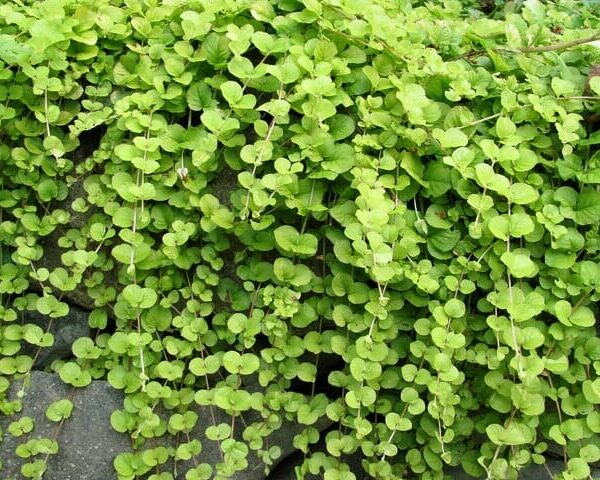 The Lysimachia 'Creeping Jenny' in a 6" pot is a delightful plant featuring trailing vines and round green leaves that elegantly cascade down any surface.