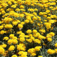 Field of vibrant Gazania 'Double Gold™' 6" Pot in full bloom under bright sunlight.
