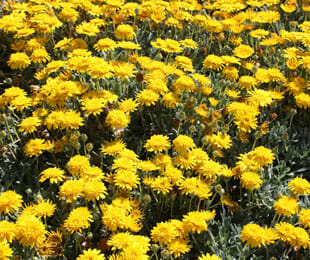 Field of vibrant Gazania 'Double Gold™' 6" Pot in full bloom under bright sunlight.