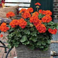 Geranium 'O' So Orange' 6" Pot in a woven basket planter on a brick patio, with a metal chair and cushion in the background.