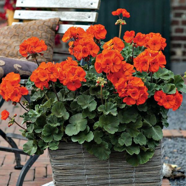 Geranium 'O' So Orange' 6" Pot in a woven basket planter on a brick patio, with a metal chair and cushion in the background.