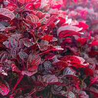 The Iresine 'Bloodleaf' 6" Pot features dense clusters of red and purple leaves with striking veins, offering vibrant foliage that adds a pop of color to any space.