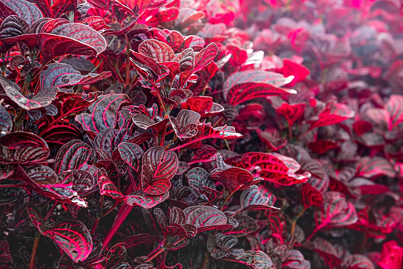 The Iresine 'Bloodleaf' 6" Pot features dense clusters of red and purple leaves with striking veins, offering vibrant foliage that adds a pop of color to any space.