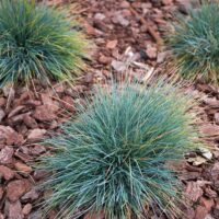 Hello Hello Plants Nursery Melbourne Victoria Australia Festuca glauca Blue Fescue Grass