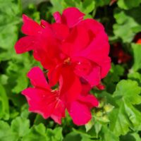 Geranium 'Big Pink' in a 6" pot displays vibrant pink blooms with lush, rounded green leaves, bringing a lively splash of color to any space.