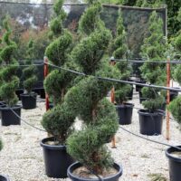 Juniperus 'Spartan' Conifer (Spiral) 20" Pot topiary trees in 20" black pots arranged on a gravel surface, with a mist irrigation system visible.
