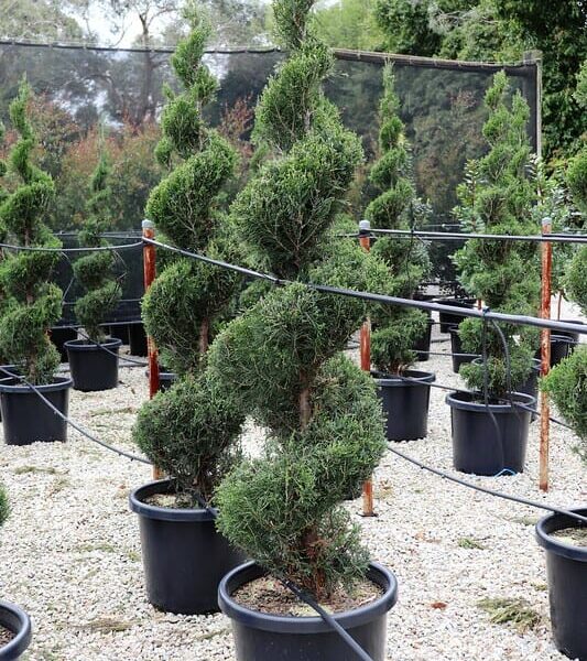 Juniperus 'Spartan' Conifer (Spiral) 20" Pot topiary trees in 20" black pots arranged on a gravel surface, with a mist irrigation system visible.