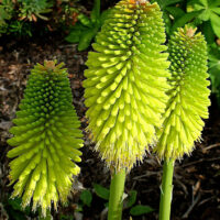 Two vibrant green Kniphofia 'Limelight' 6" Pot plants against a dark leafy background.