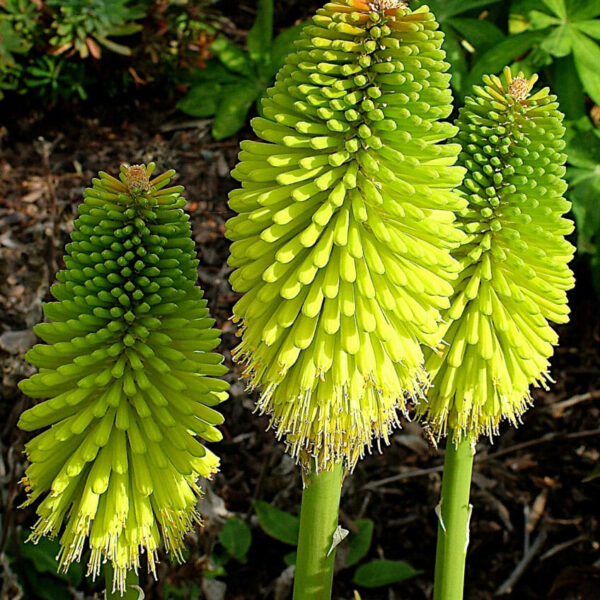 Two vibrant green Kniphofia 'Limelight' 6" Pot plants against a dark leafy background.