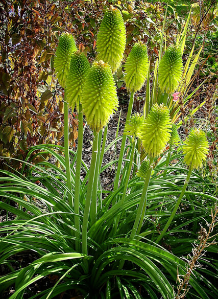 Bright green, cone-shaped Kniphofia 'Limelight' 6" Pot flowers atop tall, slender stems with abundant narrow leaves, in a sunlit garden setting.