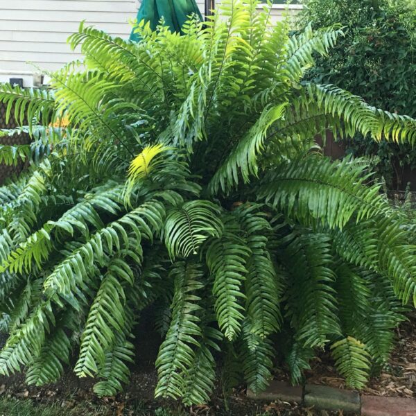 Lush Nephrolepis 'Macho Boston Fern' 4" Pot with vibrant green fronds growing in a garden beside a house, on a bed of small stones.