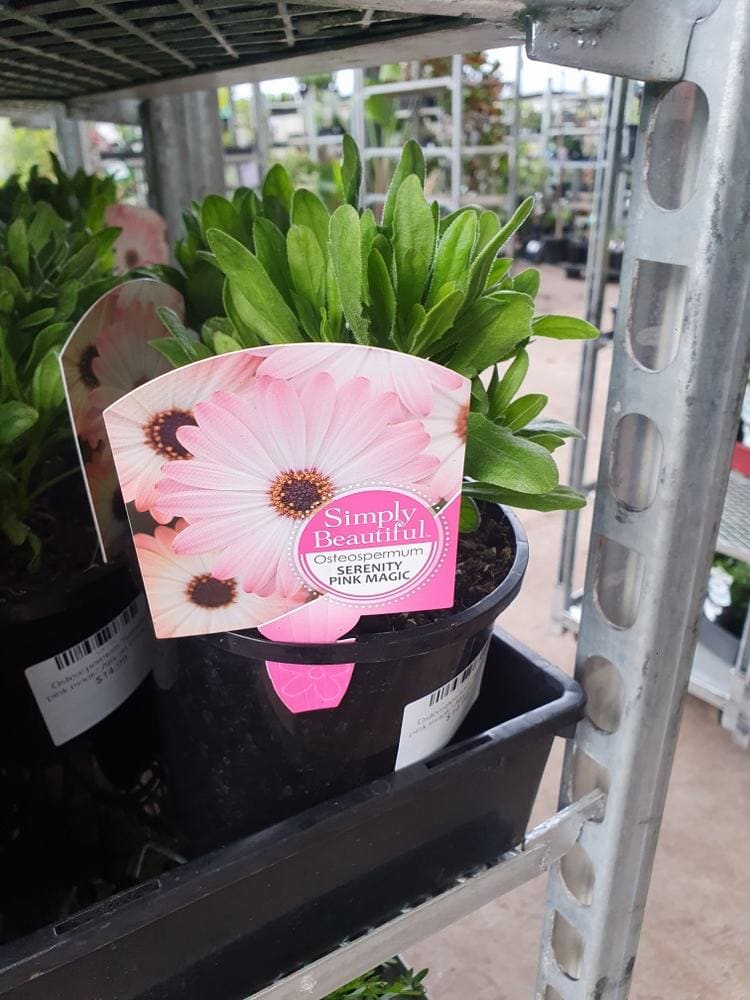 The Osteospermum 'Serenity™ Pink Magic' African Daisy in a 6" pot, featuring its lush green leaves, is beautifully displayed on a metal rack in the garden center.