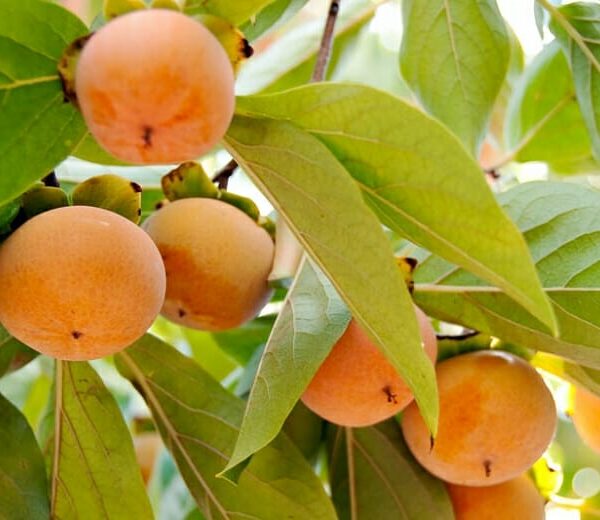 Ripe Persimmon 'Fuyu' 7L Bag hanging on branches surrounded by green leaves, with a soft focus background.