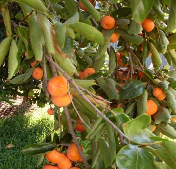 A Persimmon 'Nightingale' 7L Bag tree full of ripe orange fruits, with green leaves, in a sunlit garden.