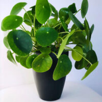 A Pilea 'Chinese Money Plant' 4" Pot, with round green leaves, placed on a white surface against a white background.