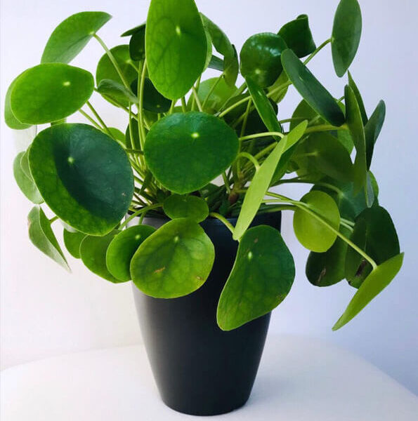 A Pilea 'Chinese Money Plant' 4" Pot, with round green leaves, placed on a white surface against a white background.