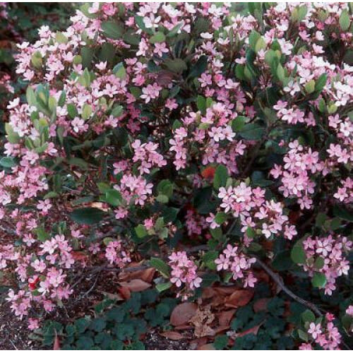 A dense cluster of Rhaphiolepis 'Apple Blossom' Indian Hawthorn 6" Pot shrubs blooming with small pink flowers, surrounded by green leaves and scattered dry leaves on the ground.