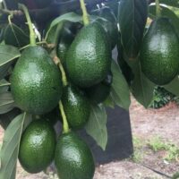 A cluster of ripe Persea 'Bacon' Avocado 10" Pot avocados hanging from a tree branch, surrounded by green leaves.