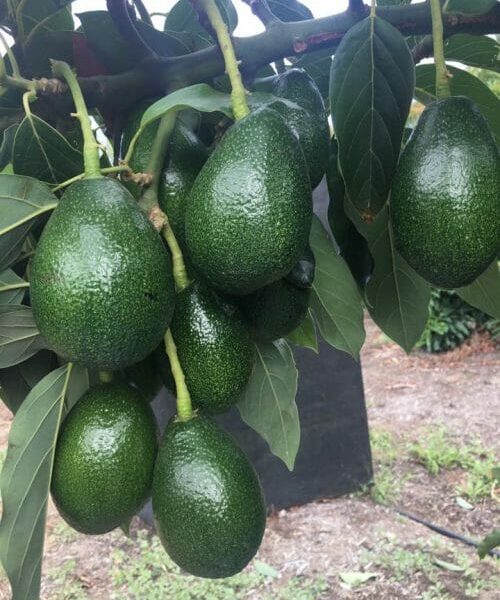 A cluster of ripe Persea 'Bacon' Avocado 10" Pot avocados hanging from a tree branch, surrounded by green leaves.