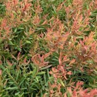 Melaleuca 'Claret Tops' 6" Pot features dense foliage with green and reddish leaves that are narrow and elongated.