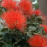 Close-up of vibrant red Metrosideros 'Little Dugald' flowers with thin, spiky petals and green leaves in the background.