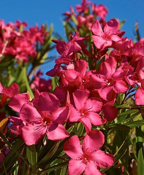 Vibrant pink Nerium Oleander 'Dr Golfin' 6" Pot flowers in full bloom against a clear blue sky, with green leaves visible.