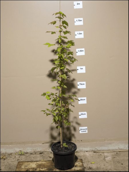A young potted Acer 'Autumn Red/October Glory' Maple 12" Pot stands against a beige backdrop with measurement markers from ground level to 2 meters, showcasing the October Glory's height.