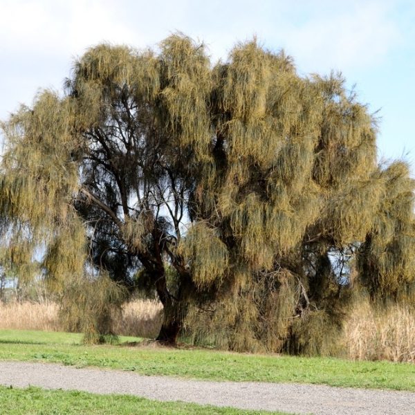 An Austromyrtus 'Midyim Berry' 6" Pot with long, thin branches and sparse leaves is situated on grass near a gravel path, framed by reeds and sky in the background.