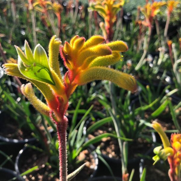 Close-up of an Anigozanthos 'Bush Tenacity™' Kangaroo Paw 6" Pot plant against a blurred background of similar plants in sunlight, exhibiting its bush tenacity.