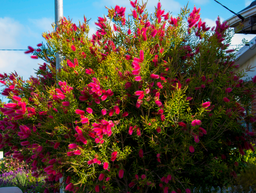Austromyrtus 'Midyim Berry' 6" Pot displays dense green leaves and masses of bright pink, brush-like flowers, great for outdoor settings.