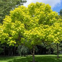 A Catalpa 'Indian Bean Tree' Standard, standing 1.2 meters tall in a 13" pot, with its vibrant yellow-green leaves adds beauty to a grassy area among other trees.