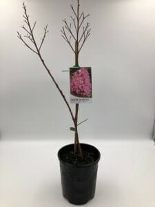 A Lagerstroemia 'Sioux' Crepe Myrtle 6" Pot with bare branches and a label displaying pink flowers, set against a plain white background.