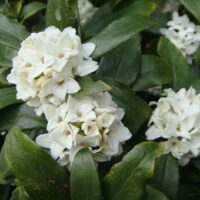 Clusters of white Daphne odora 'White' flowers with glossy dark green leaves in a 6" pot.