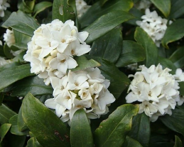 Clusters of white Daphne odora 'White' flowers with glossy dark green leaves in a 6" pot.