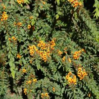 The Austromyrtus 'Midyim Berry' 6" Pot features dense green foliage with clusters of bright orange and yellow pea-like flowers on arching stems, perfect for adding vibrant color to gardens or patios.